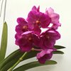 Ванда (Vanda  Dr.Anek 32 flower x(Gordon Dilllon-Ponpimol)) 